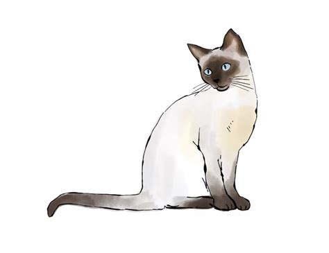 Gato Siam S Gato Siam S Grabado Dibujo Y Acuarela Etsy