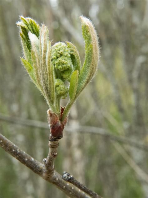 Sorbus Aucuparia Kotipihlaja Wilde Lijsterbes NATURE OBSERVATIONS