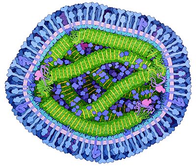 Pdb Goodsell Gallery Measles Virus Proteins