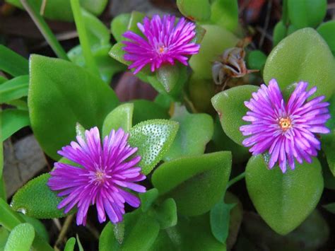 Алоэ древовидное: все тонкости выращивания и ухода в условиях квартиры