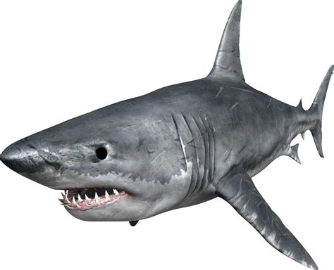 상어 Png 배경 이미지 Png Arts
