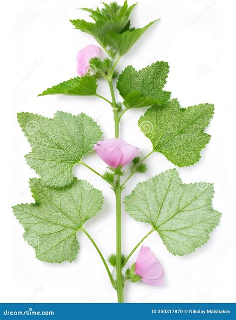 Marshmallow (Althaea Officinalis). Royalty-Free Stock Photography