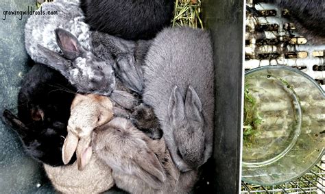 10 Reasons To Keep Rabbits On The Homestead Growing Wild Roots