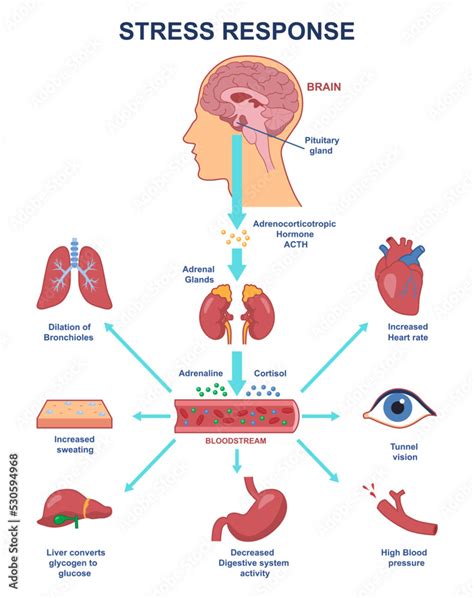 Stress response anatomical scheme. Nervous and humoral regulation of ...