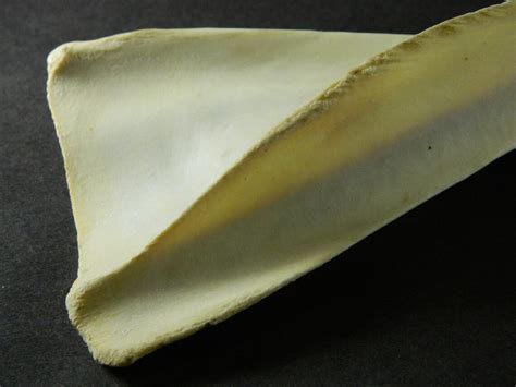 1 Deer Shoulder Blade Bone Commercial Grade 6 8 Deer Etsy