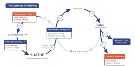 methylation pathway diagram christine bailey