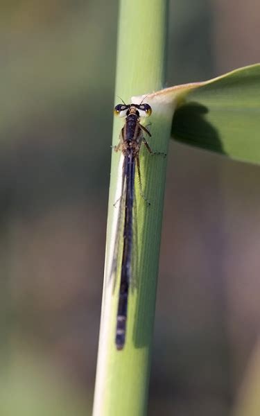 Scarce Blue Tailed Damselfly Project Noah