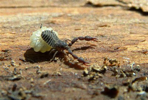 Ложноскорпион - МедиаРязань