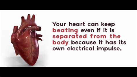 Top 10 Fascinating Facts About The Human Heart Youtube Otosection