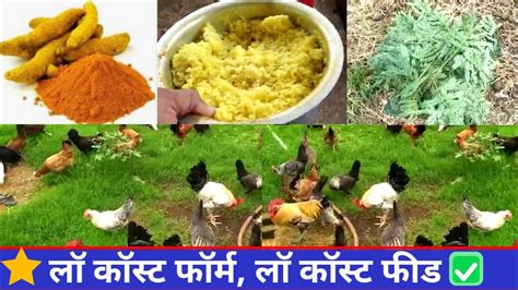 Low Cost Poultry Farmlow Cost Murgi Farmlow Cost Desi Murgi Farm