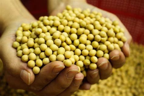 Soybean Farming In Usa How To Start Production By State Cultivation For Beginners