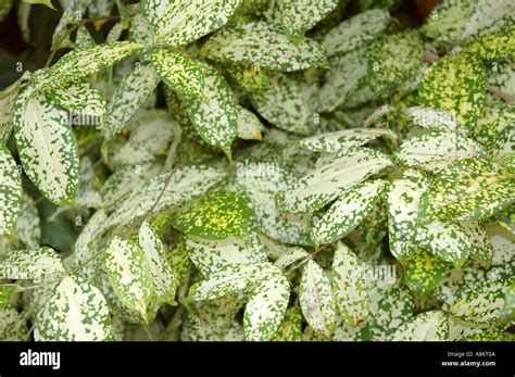 Variegated Shrub Hi Res Stock Photography And Images Alamy