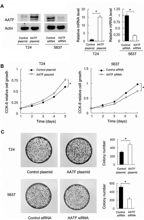 Aatf Positively Regulates Gc Cell Proliferation A Transfection And Download Scientific