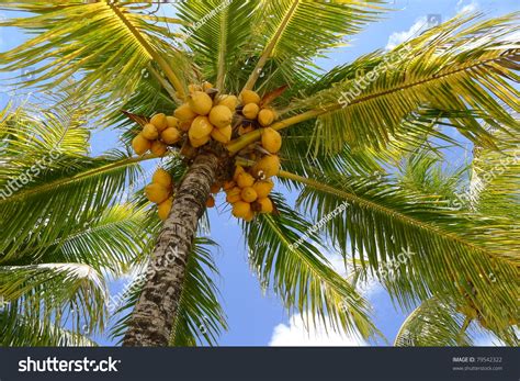 clusters  coconuts  beautiful palm tree  mauritius island stock