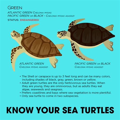 Green-Sea-turtle-and-black - IASTODAY-ONLINE IAS COACHING EDUCATIONAL PORTAL