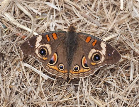 Common Buckeye caterpillar – Mendonoma Sightings