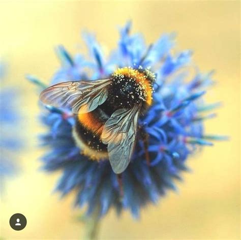 Pin By Lucianna Johnston On Flower Love Bee Art Bee Photo Bee