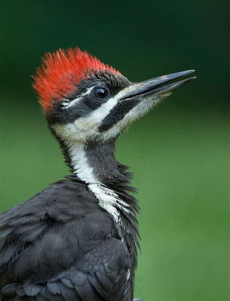 red bird  mohawk wwwinf inetcom