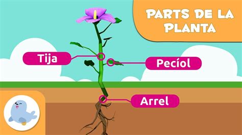 La Planta I Les Seves Parts Per A Nens Ci Ncies Naturals Per A Nens