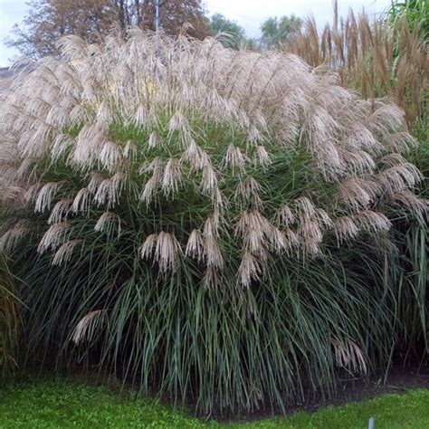 Chinaschilf Miscanthus sin Große Fontäne weiß