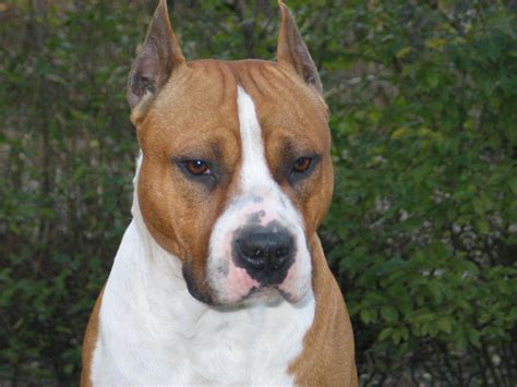 American Staffordshire Terrier - Buster