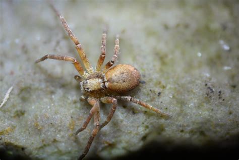 Running Crab Spider Philodromus Dispar A Tentative Id Of Flickr