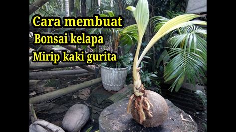 CARA MEMBUAT BONSAI KELAPA AKAR GURITA YouTube