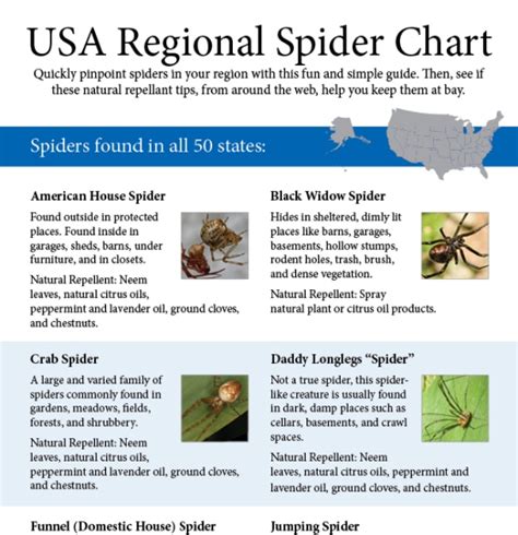 The Ultimate Guide To Identifying Common Spiders Infographic Infographics Zone Submit