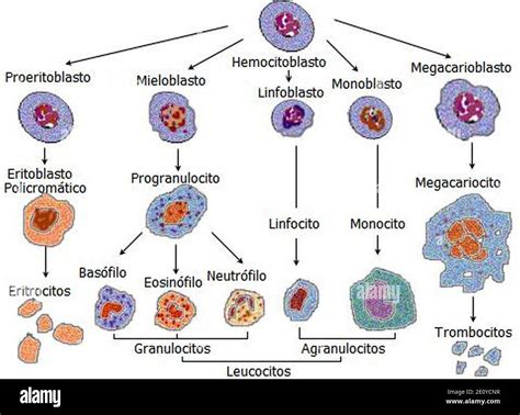 Linaje de las Celulas Sanguineas traducido español 470x350 Stock Photo