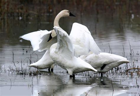 Tundra Swan - Beautiful Waterfowl Species