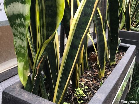 Snake Plant Leaves Turning Yellow: 5 Reasons and How to Fix | Florgeous