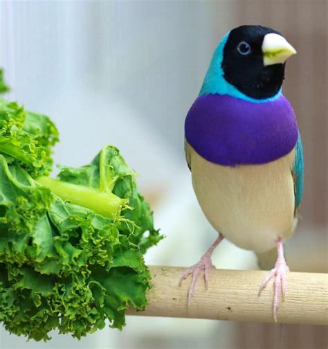 Breeding the blue Gouldian finch - Aviculture Hub