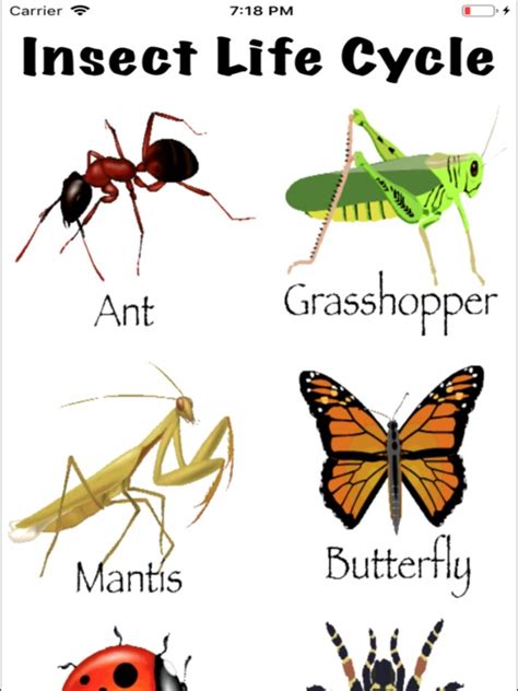 Life Cycle - Insects Arachnids - AppRecs