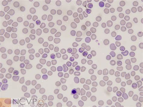 Protozoa - NCVP - National Center for Veterinary Parasitology