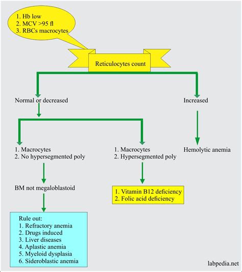 Anemia Part 3 Megaloblastic Anemias Macrocytic Vitamin B12 And Folic Acid Deficiency And