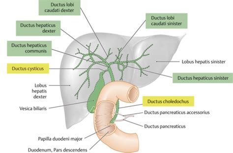 Ductus Hepaticus Communis Hot Sex Picture