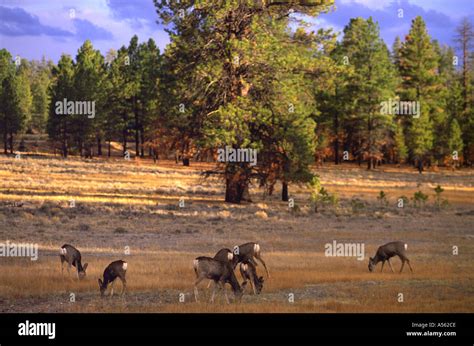 group  male mule deer  res stock photography  images alamy