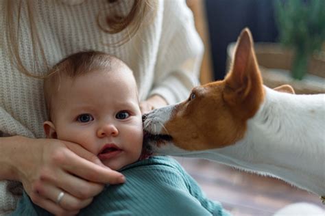 Apresentando Um Cachorro A Um Bebê Como Tornar A Transição Suave