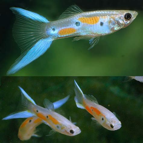 Aquarium Central Guppies Endler Japan Neon Blue Double Swordtail