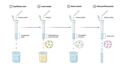 Figure 7 Diagram Of Procedure For Protein Purification From Ptpsp 2