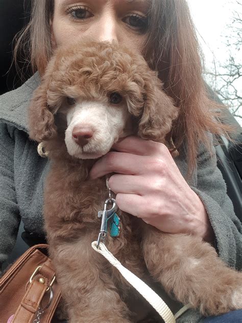 What Is Cafe Au Lait Poodle
