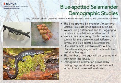 Blue-Spotted/Jefferson Salamander Complex – Population and Community