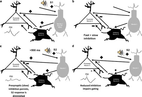 Cartoon schematic of the hypothesized neuronal circuit responsible for ...