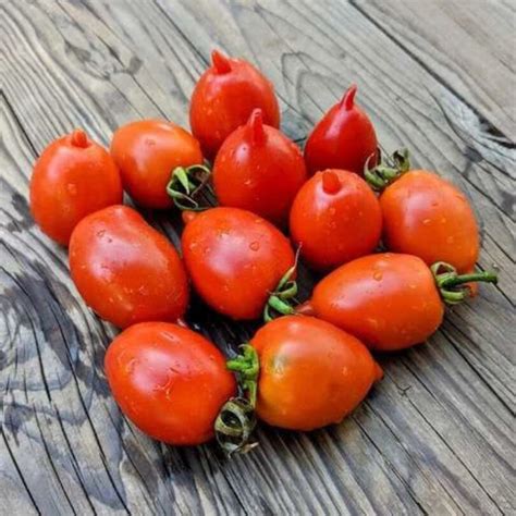 Tarasenko Hybrid Tomato Seeds 5 Count High-yield, Tasty Homegrown ...