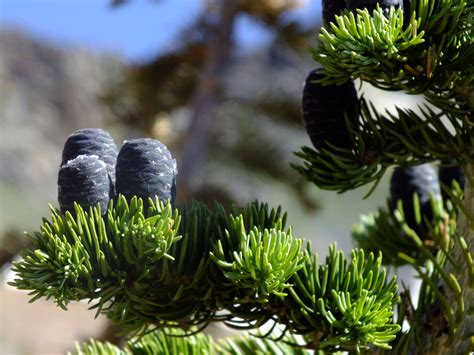 Abies Bifolia Pinaceae Image At Phytoimages Siu Edu