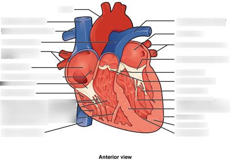 coronal section  heart diagram quizlet