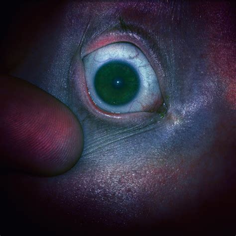 The Naked Eye Youtube Music