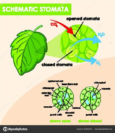 Diagram Showing Schematic Stomata Stock Vector Image By ©yayimages