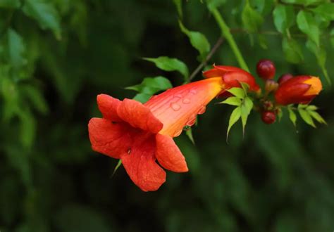 10 Impressive Plants That Absorb Lots Of Water The Practical Planter