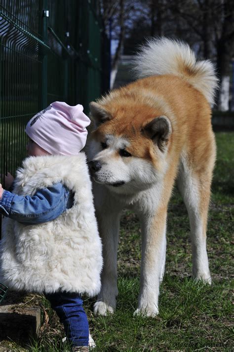 Akita with baby Bear Hunting Dog, Bear Dog, Japanese Akita, Japanese Dogs, Cute Puppies, Cute ...